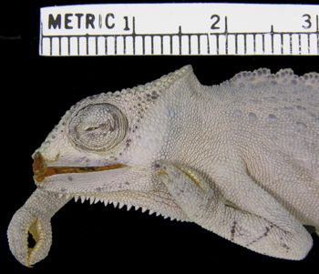 Media type: image; Herpetology R-20198